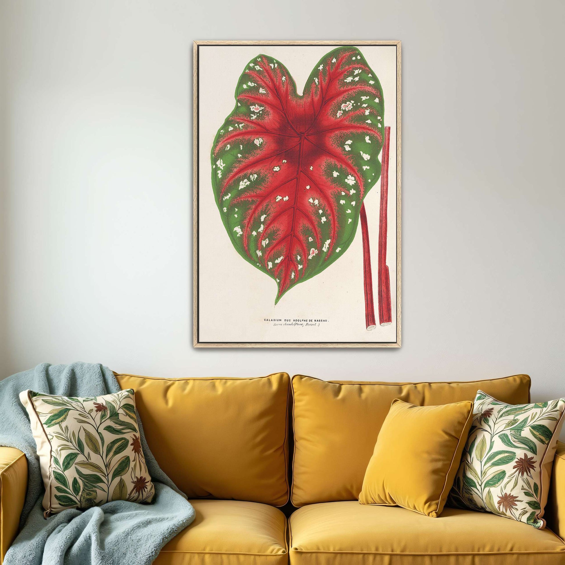 Caladium leaf botanical illustration by Charles Antoine Lemaire