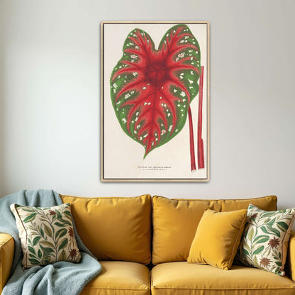 Caladium leaf botanical illustration by Charles Antoine Lemaire