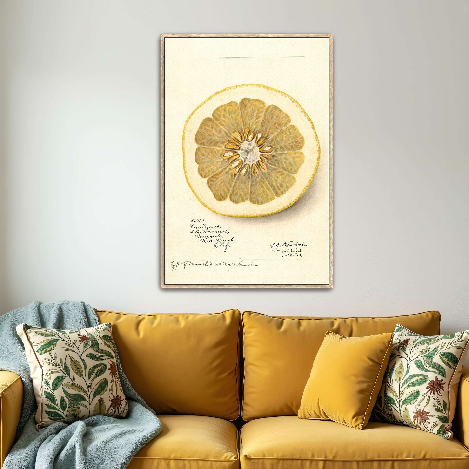 Watercolor of pomelo cross-section by Amanda Almira Newton