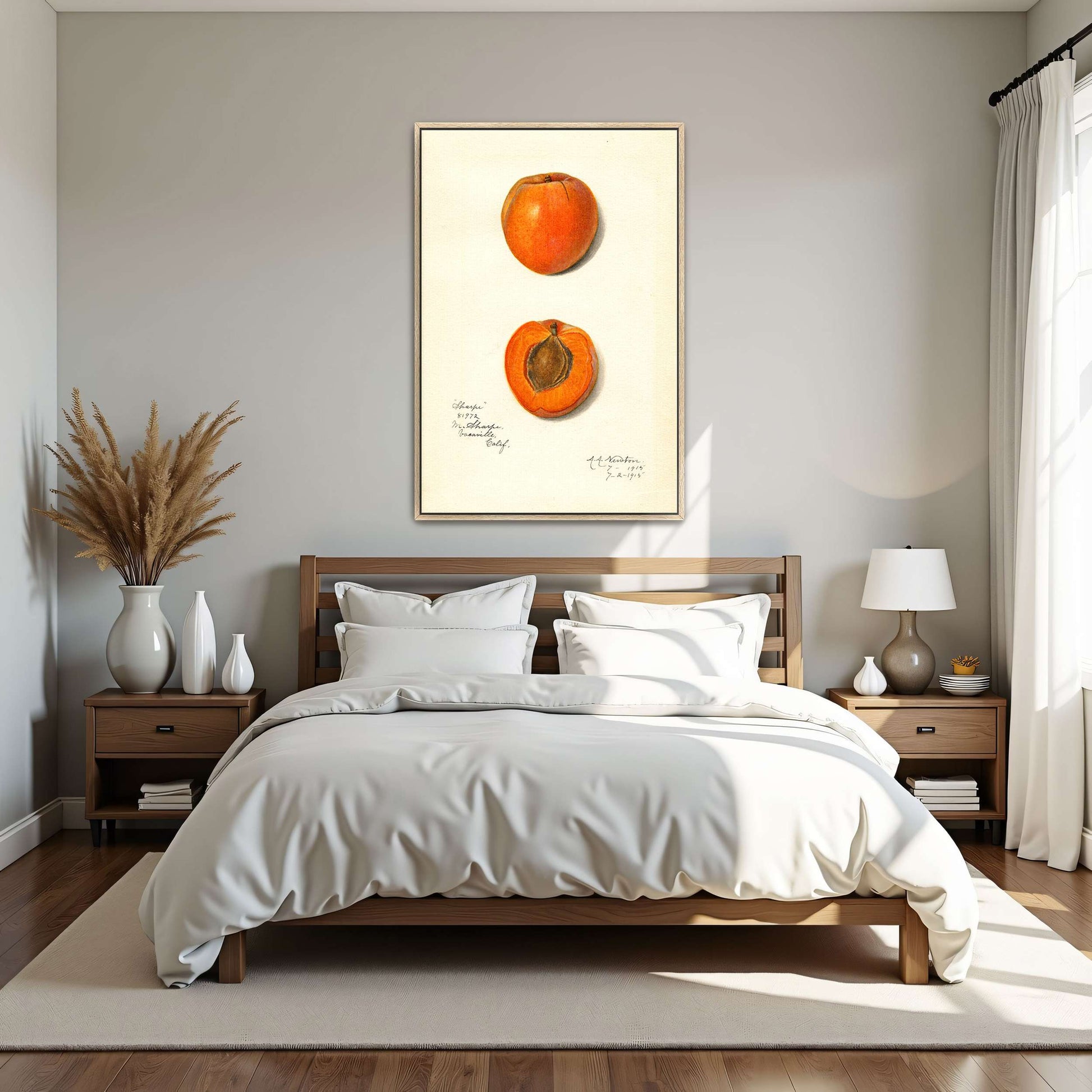 Apricot watercolor painting by Amanda Almira Newton