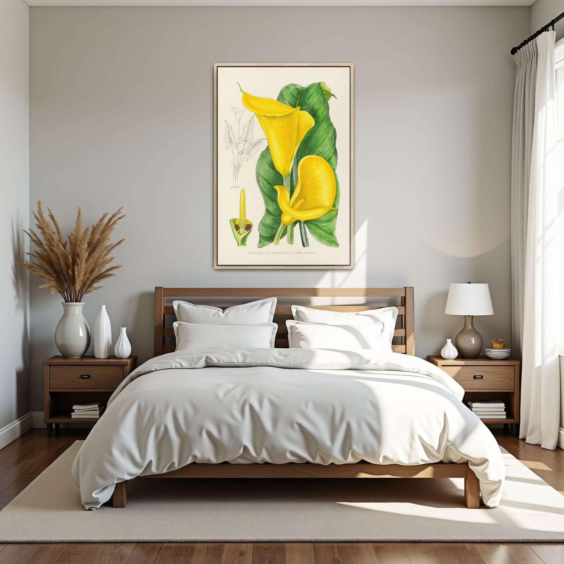 Yellow Calla Lily Botanical Illustration by Illtyd Buller Pole-Evans