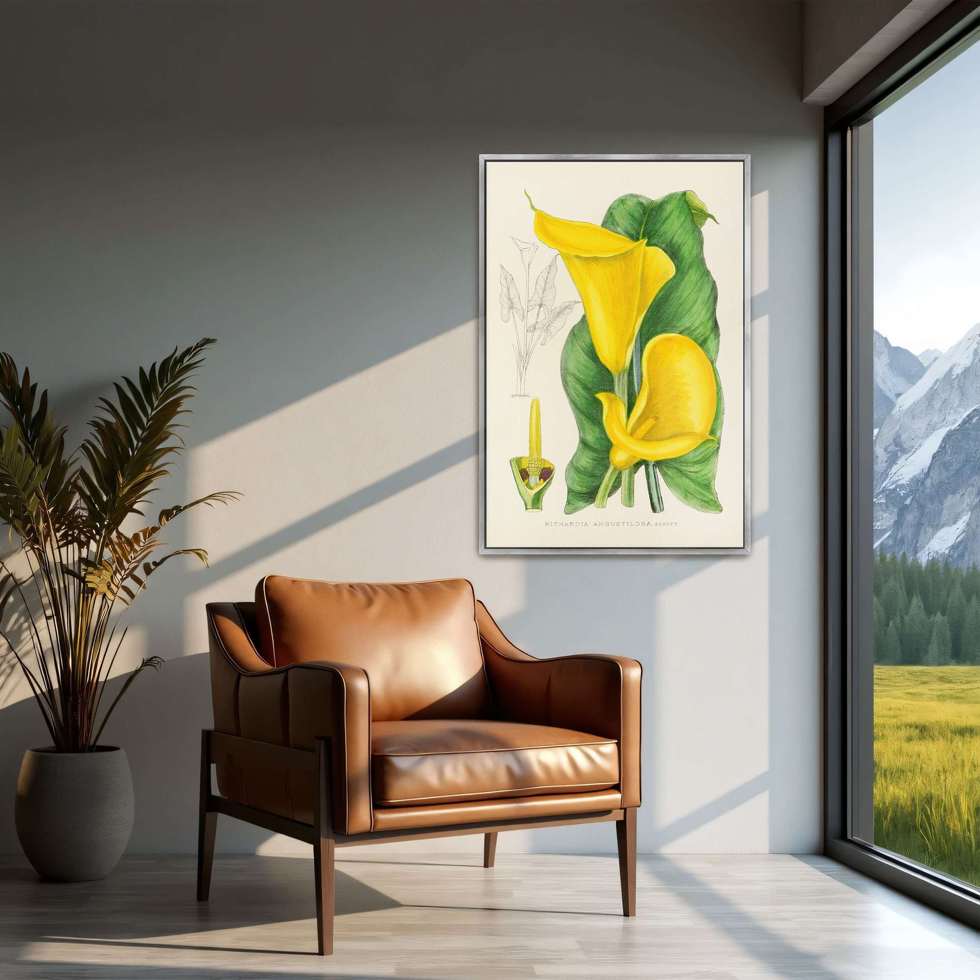 Yellow Calla Lily Botanical Illustration by Illtyd Buller Pole-Evans