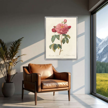 Pink rose botanical illustration by Pierre Joseph Redouté
