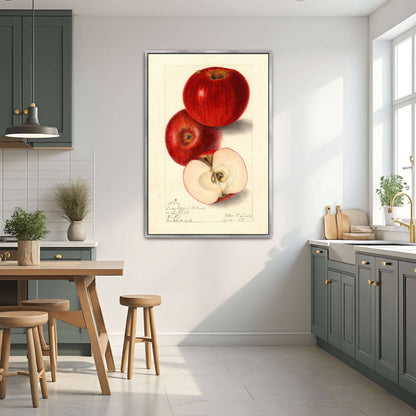 Three red apples, watercolor painting by Elsie E. Lower