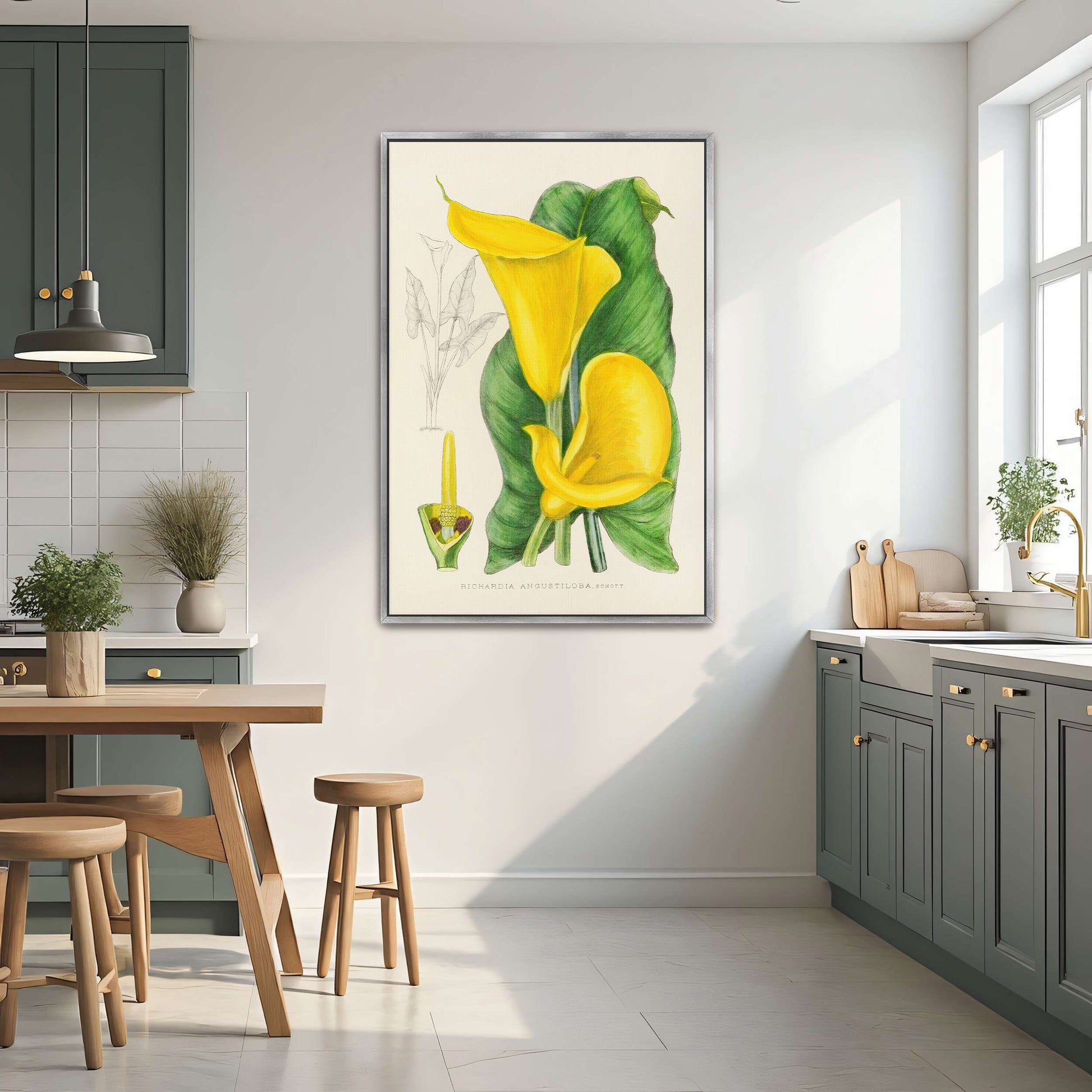 Yellow Calla Lily Botanical Illustration by Illtyd Buller Pole-Evans