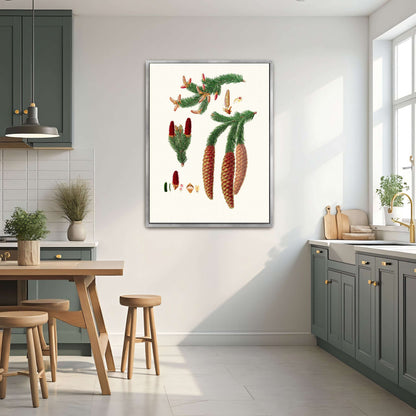 Norway spruce fir botanical illustration by Aylmer Bourke Lambert