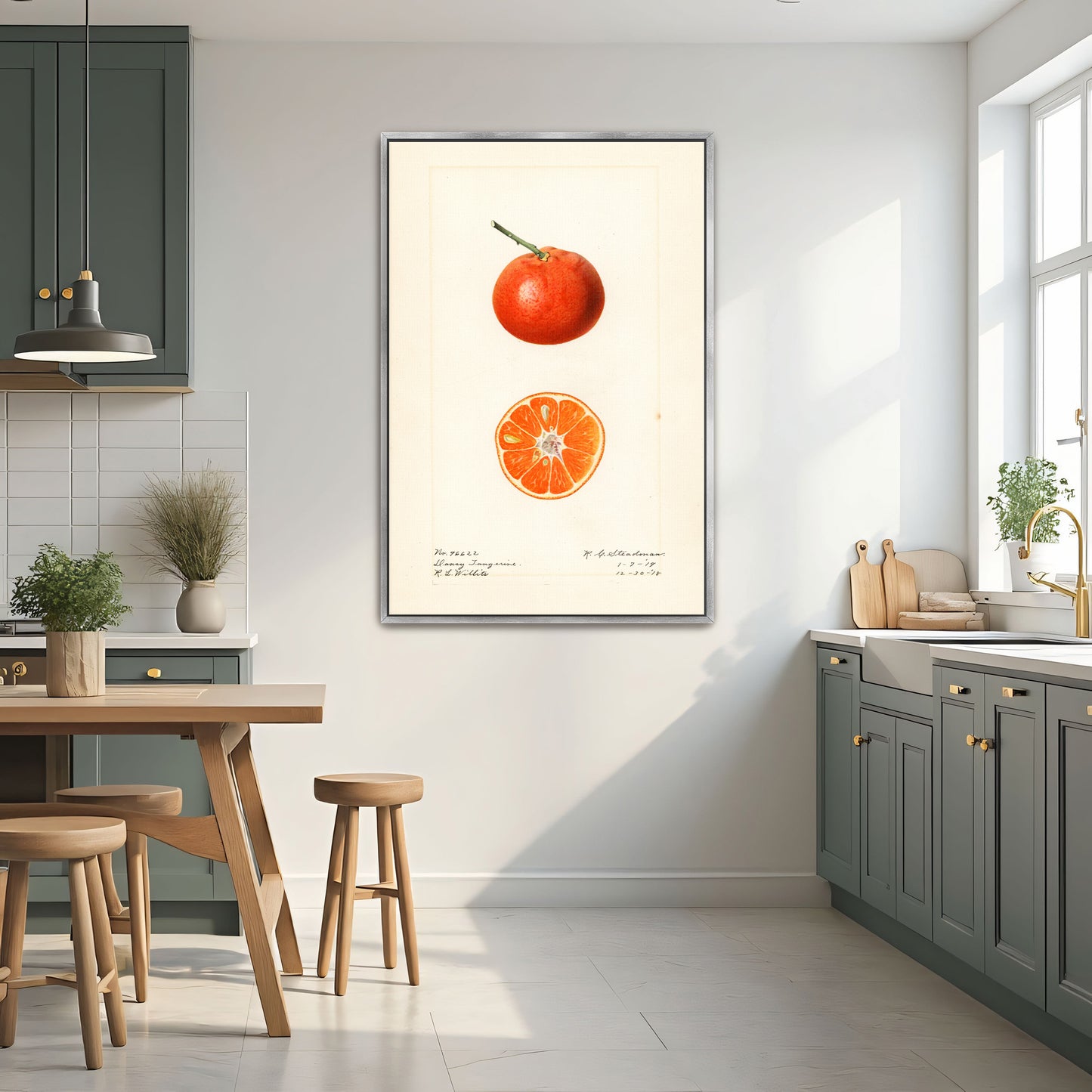 Dancy Tangerine Illustration Botanical Study By Royal Charles Steadman