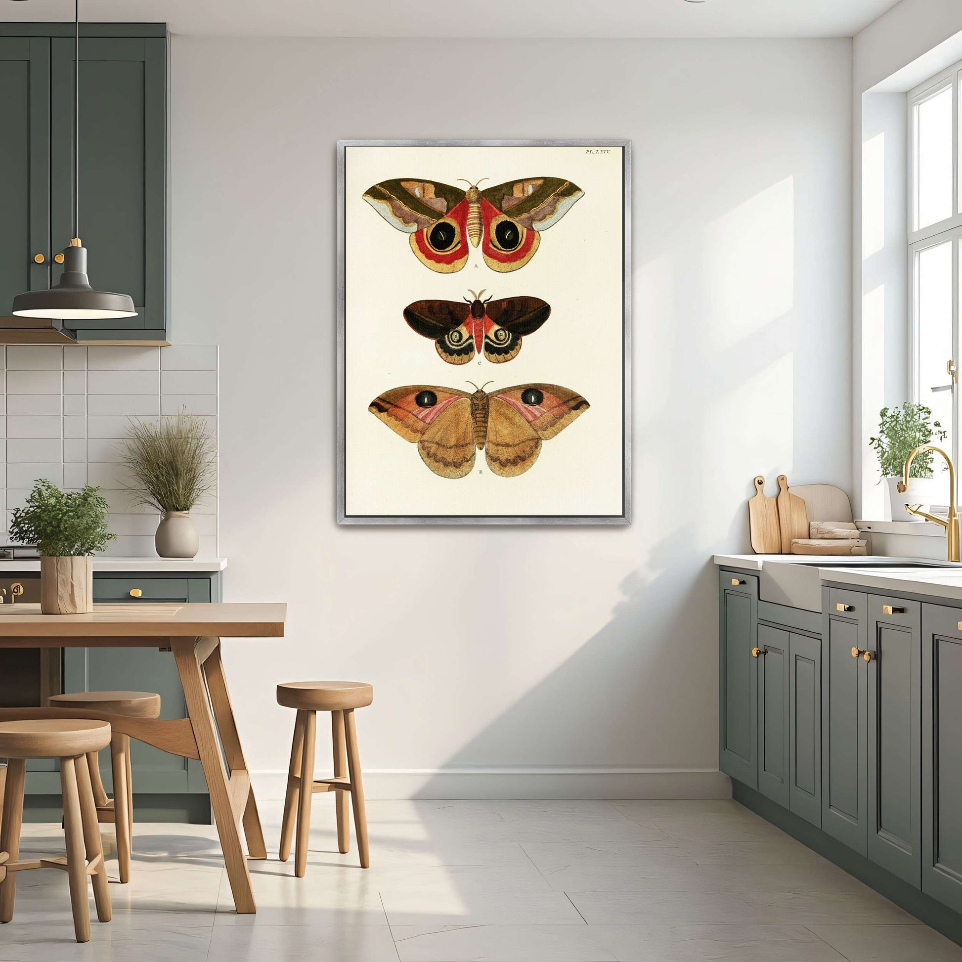 Three butterfly specimens on white background by Pieter Cramer