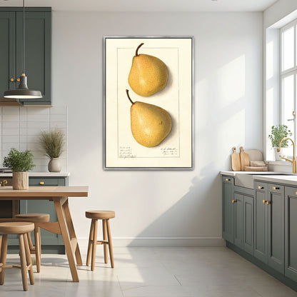 Howell Pear Watercolor Botanical Illustration By Ellen Isham Schutt