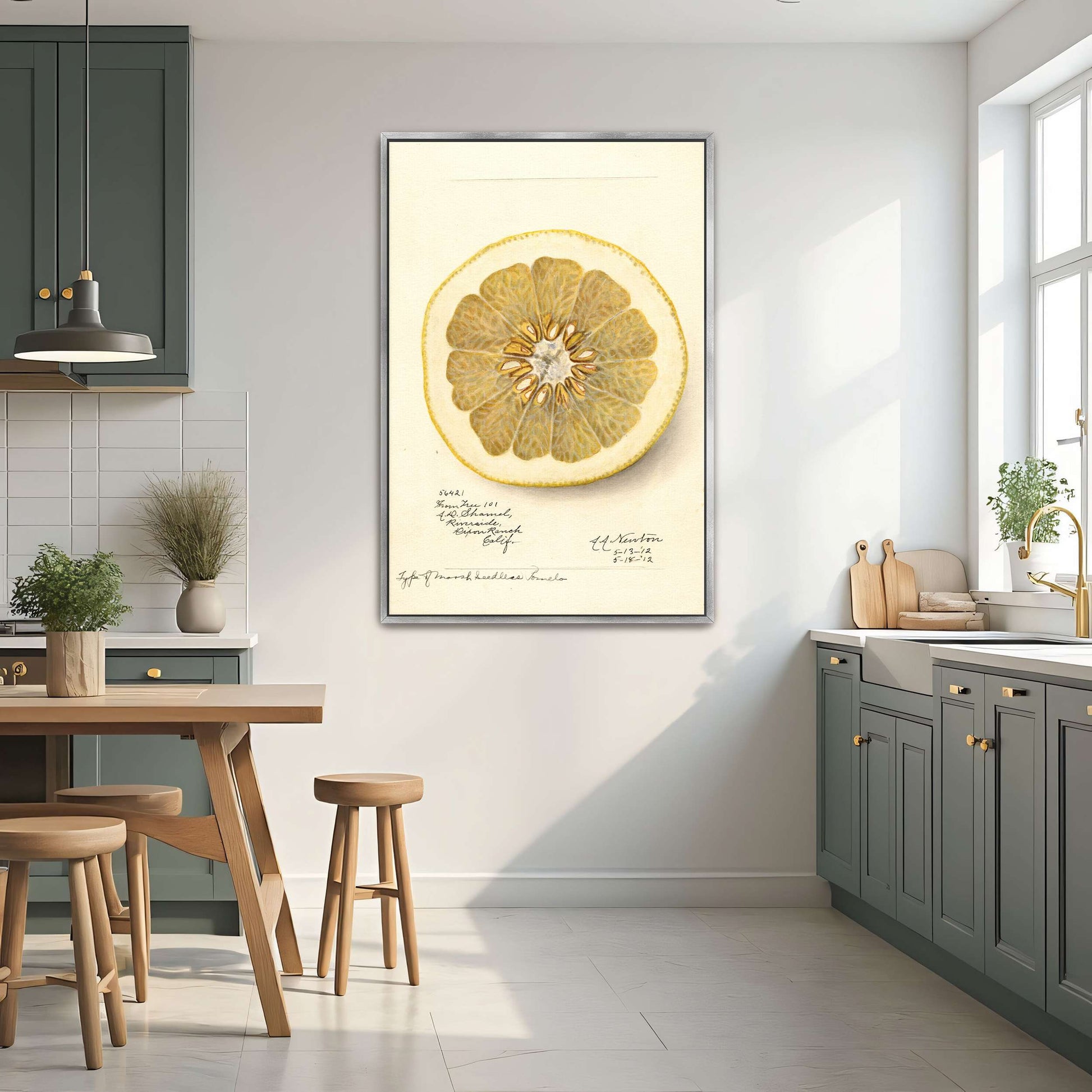 Watercolor of pomelo cross-section by Amanda Almira Newton