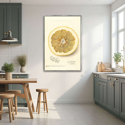 Watercolor of pomelo cross-section by Amanda Almira Newton