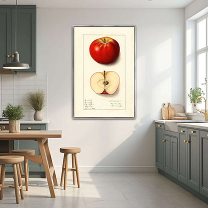 Winesap apple illustration by Ellen Isham Schutt