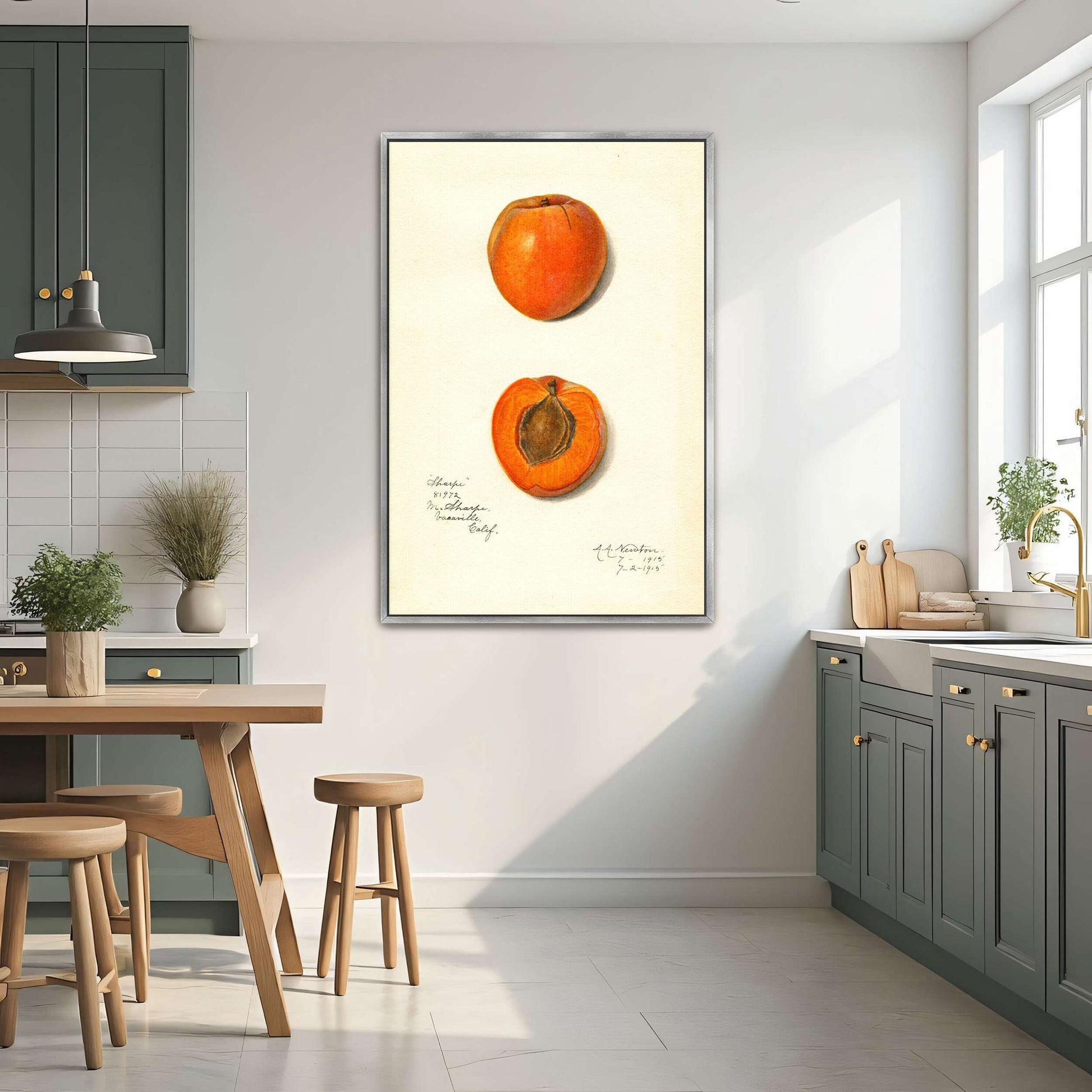Apricot watercolor painting by Amanda Almira Newton
