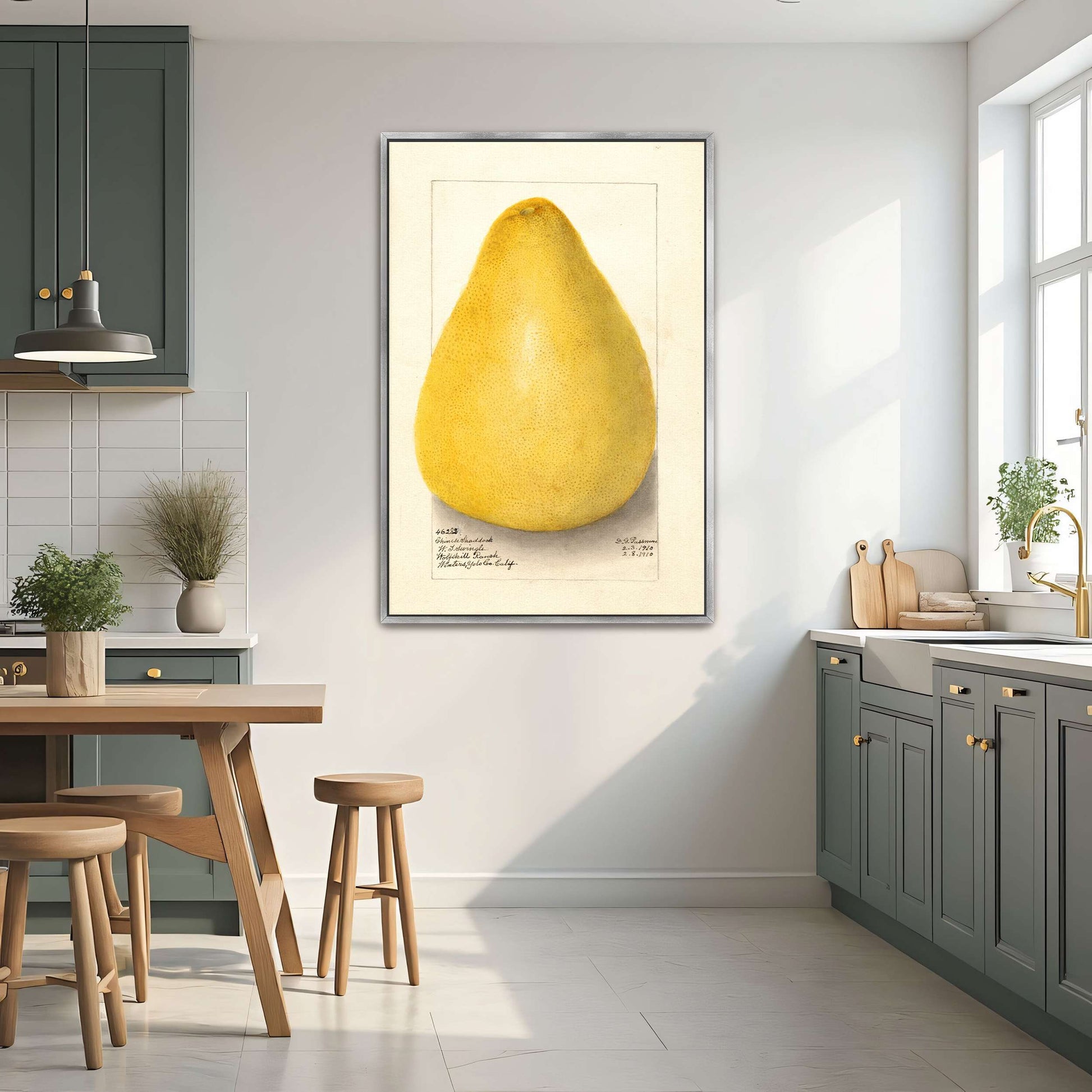 Watercolor of a pomelo by Amanda Almira Newton