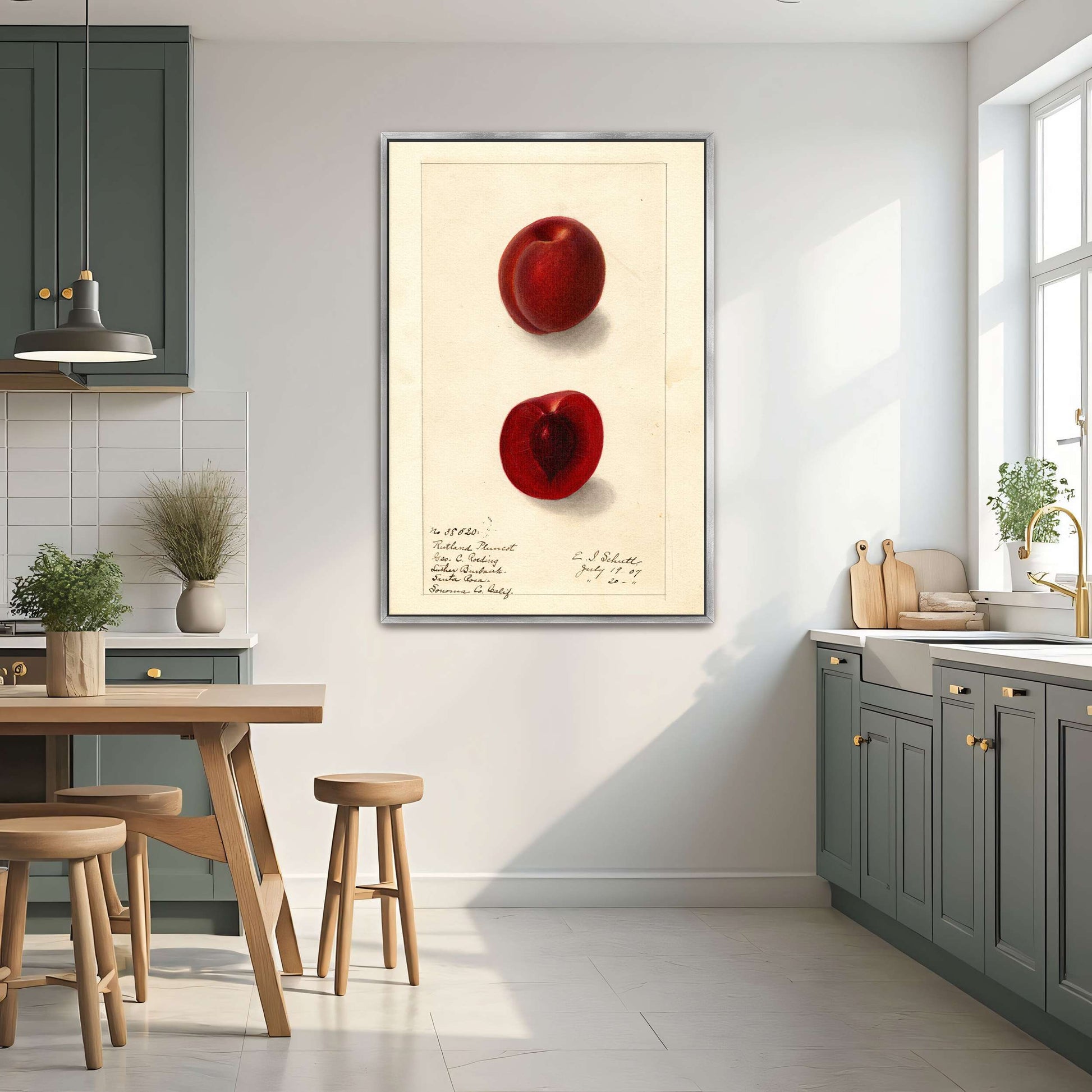 Plumcot illustration, botanical art by Ellen Isham Schutt