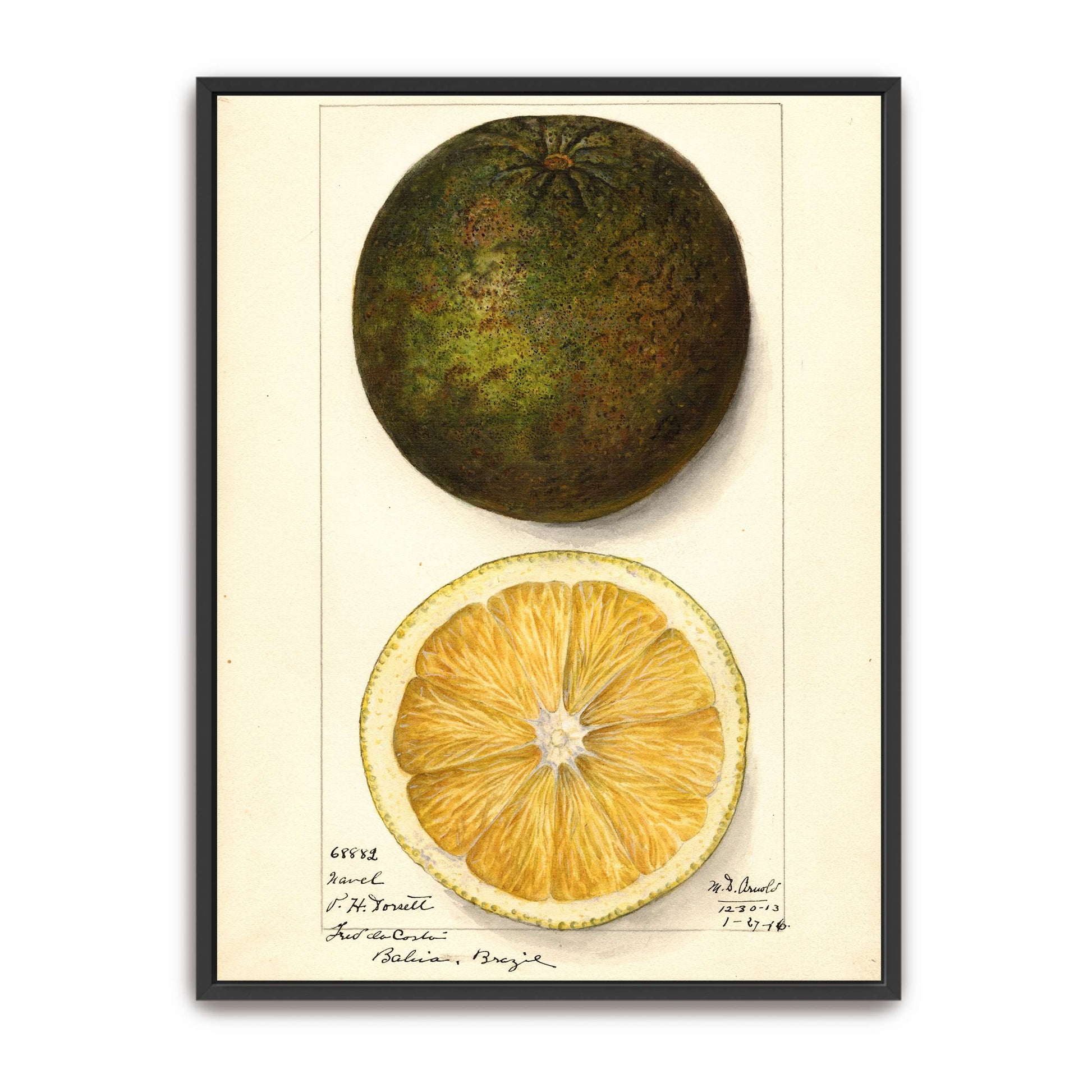 Watercolor painting of a citrus fruit by Mary Daisy Arnold