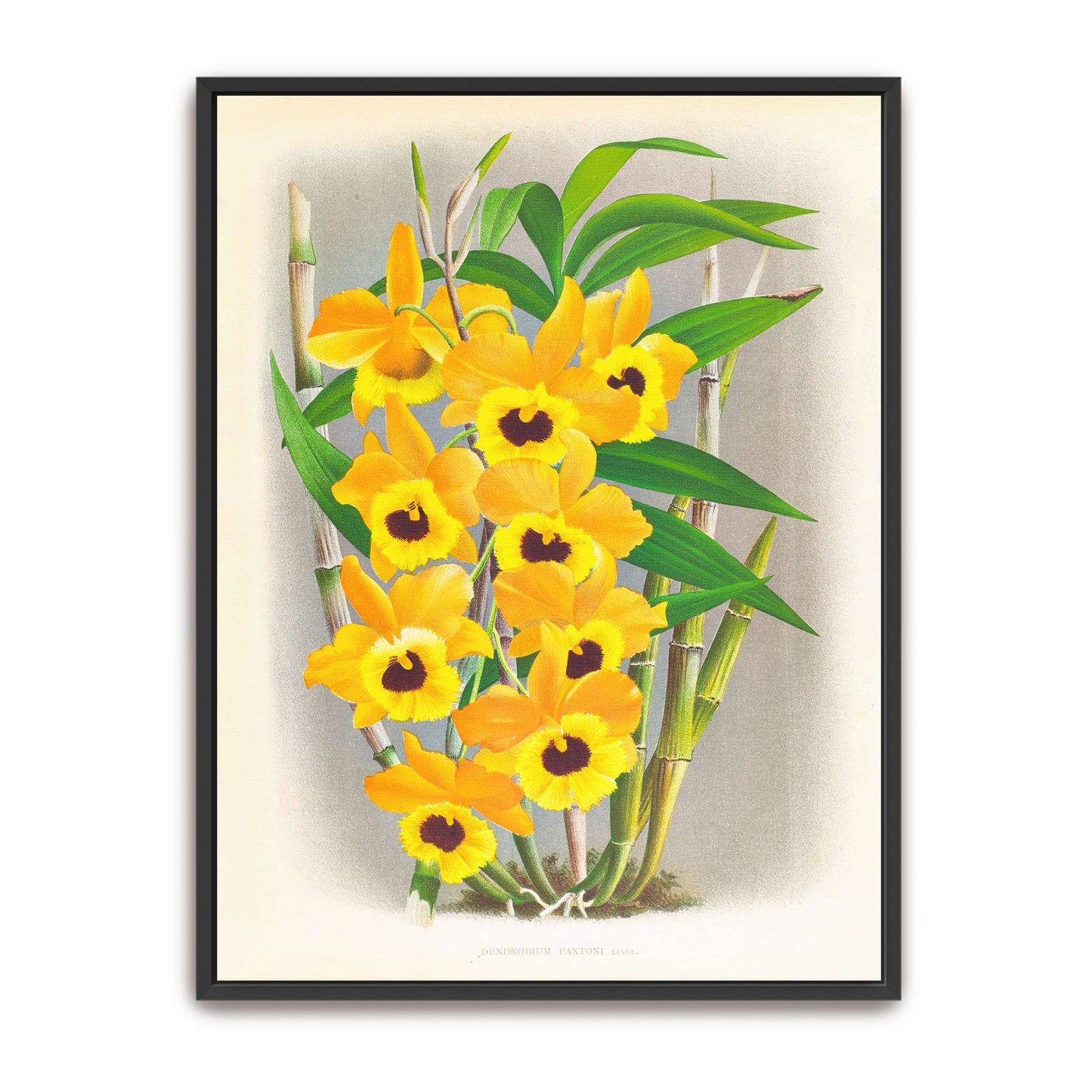 Yellow orchid botanical illustration by Jean Jules Linden