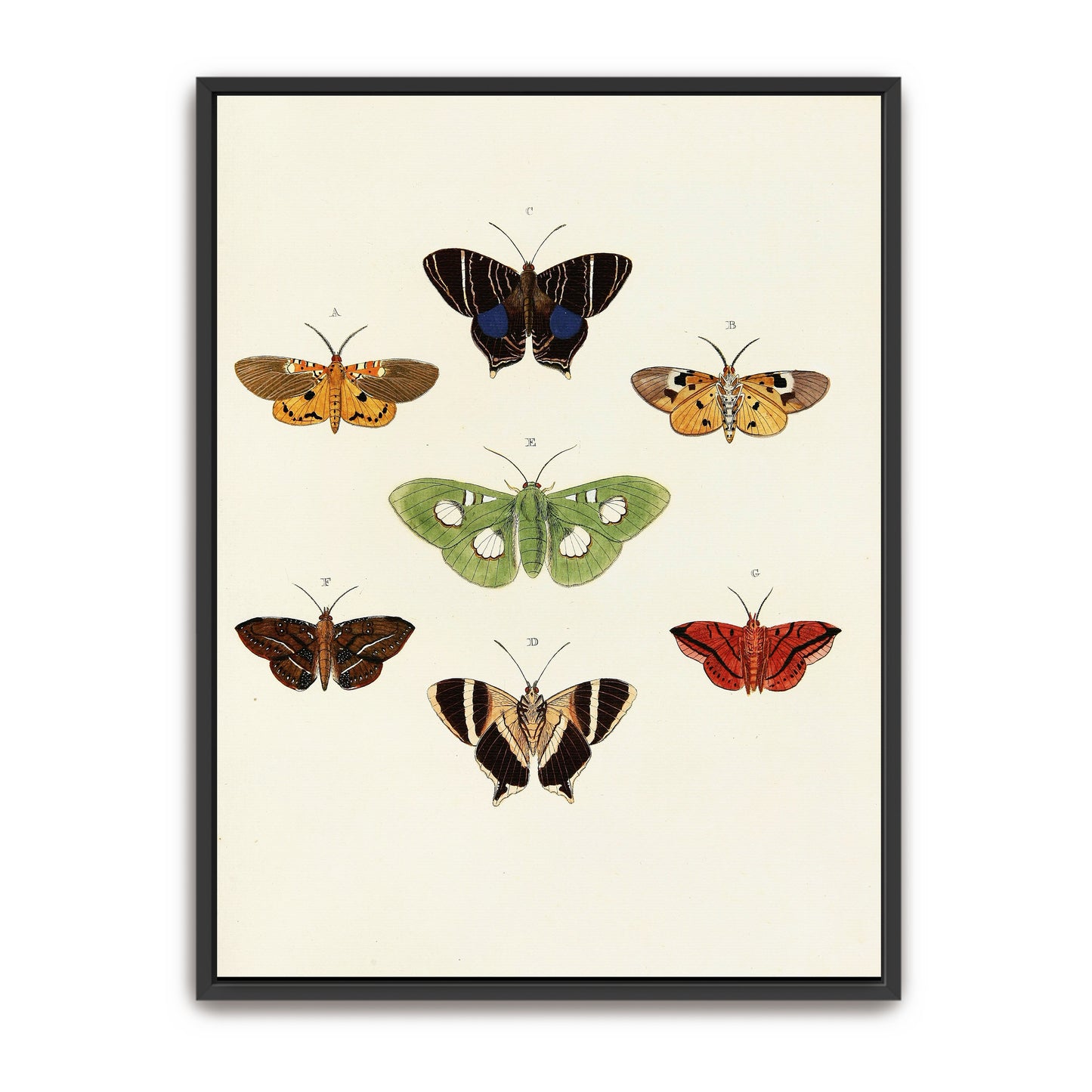 Exotic Butterflies Illustration By Pieter Cramer