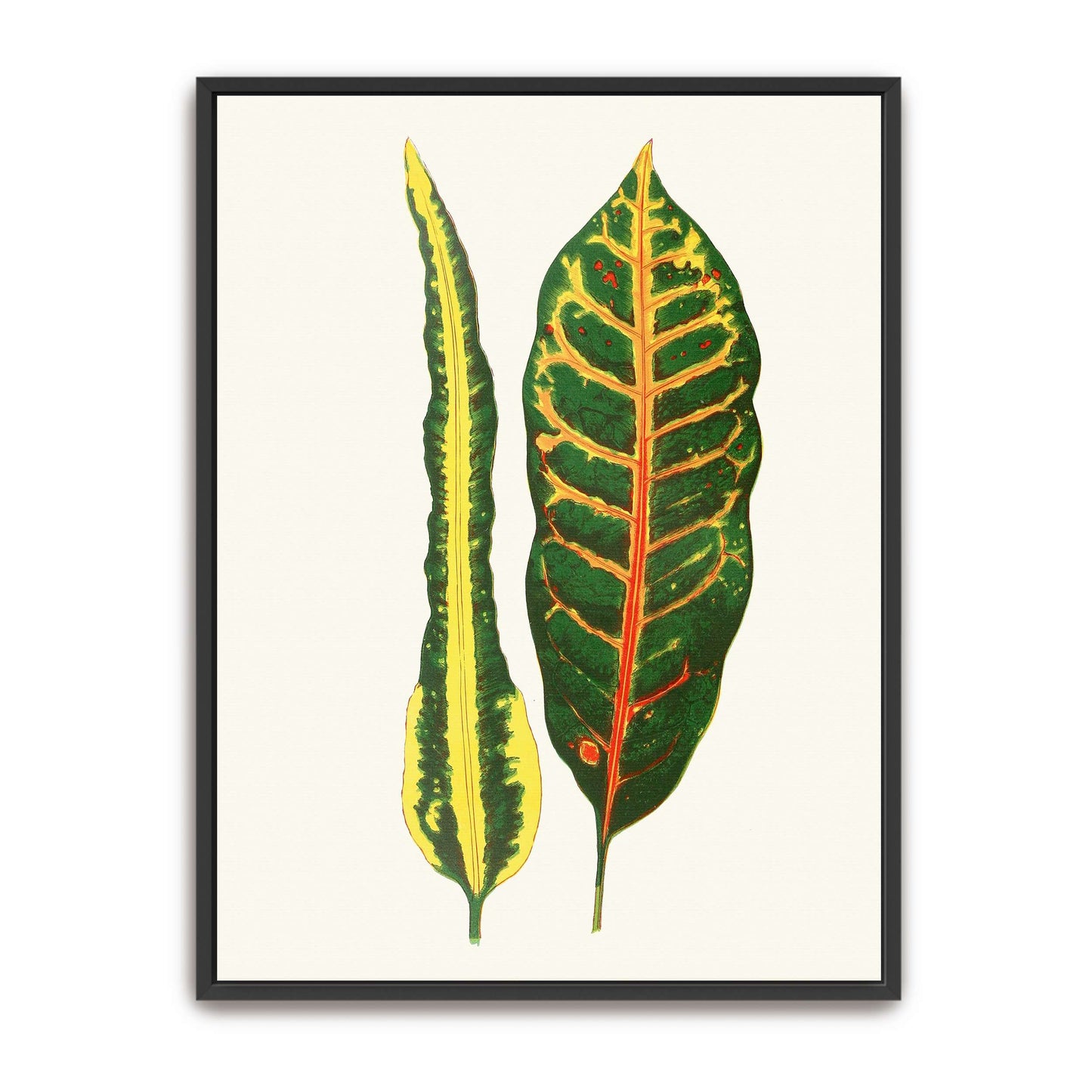 Two Croton Leaves by Edward Joseph Lowe