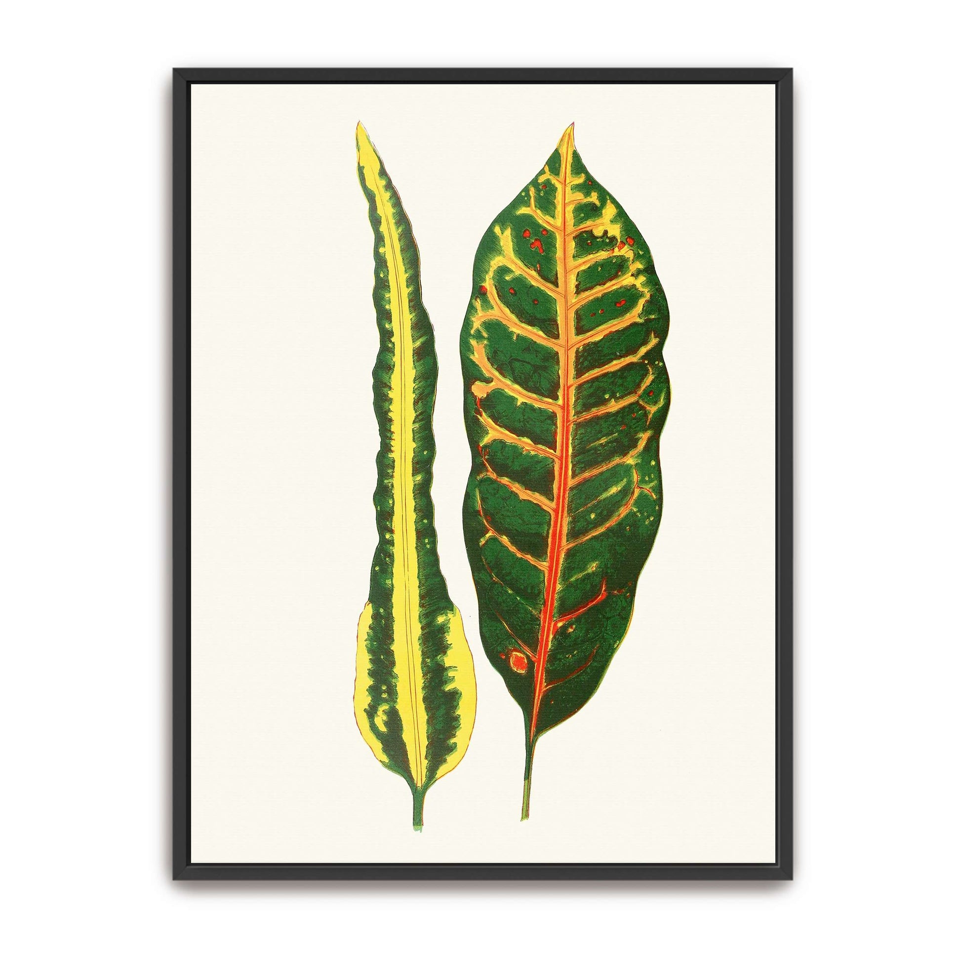 Two Croton Leaves by Edward Joseph Lowe