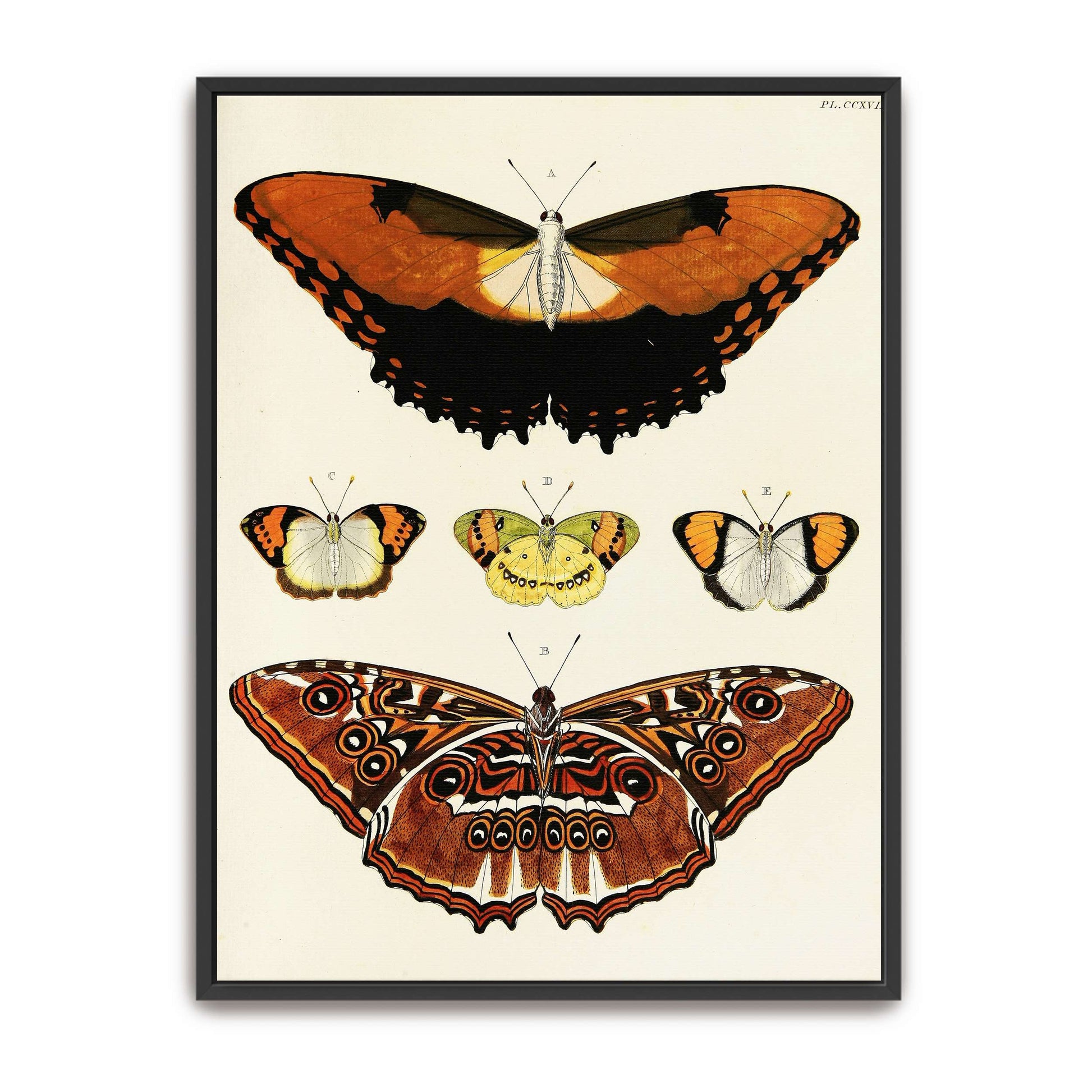 Five butterflies on white background by Pieter Cramer