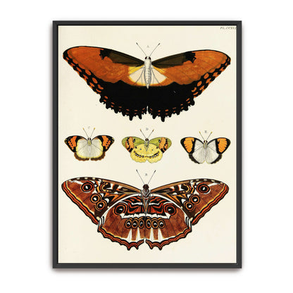 Five butterflies on white background by Pieter Cramer