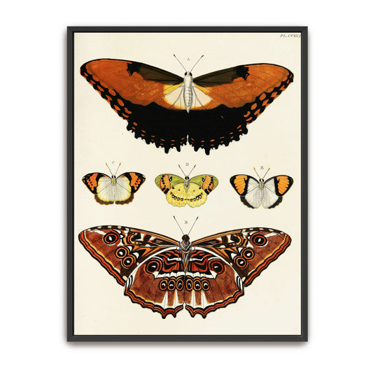 Five butterflies on white background by Pieter Cramer
