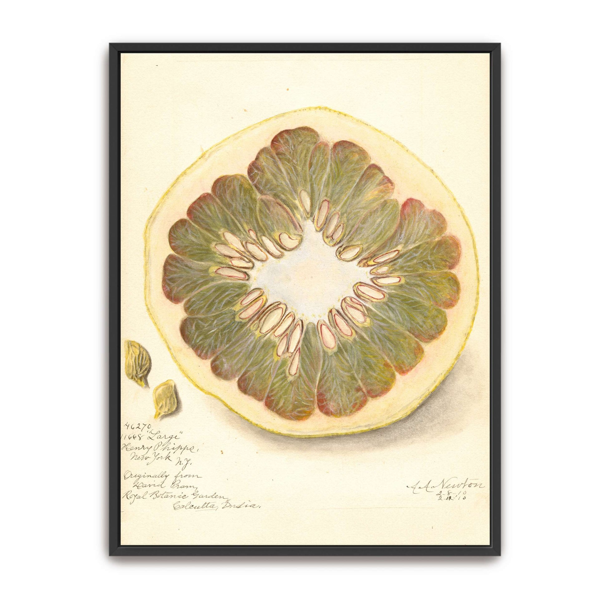 Pomelo cross-section watercolor by Amanda Almira Newton