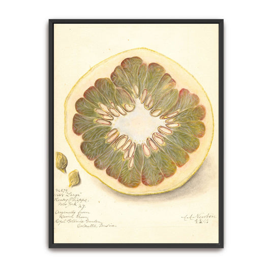 Pomelo cross-section watercolor by Amanda Almira Newton