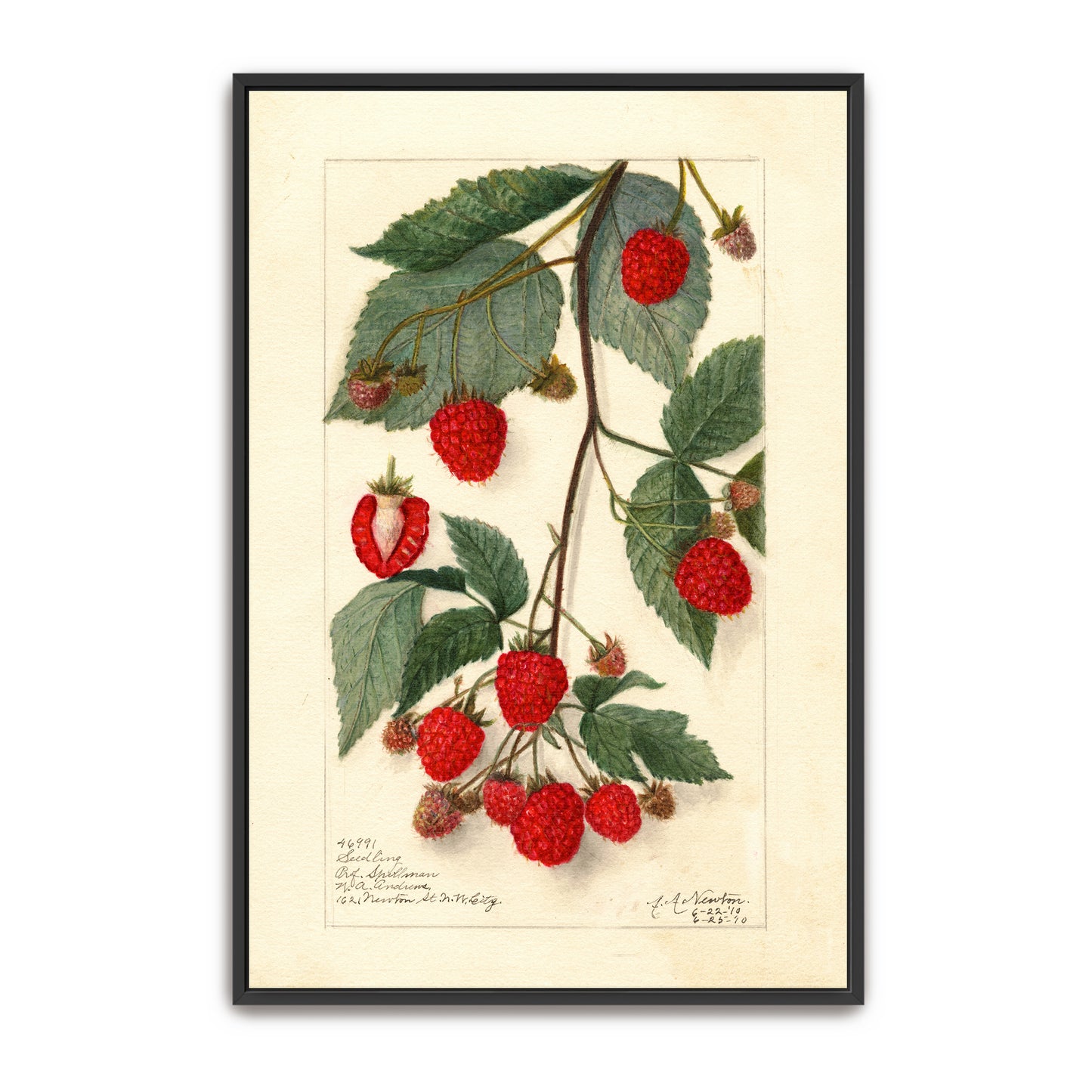 Watercolor Painting Of Raspberries On Branch By Amanda Almira Newton