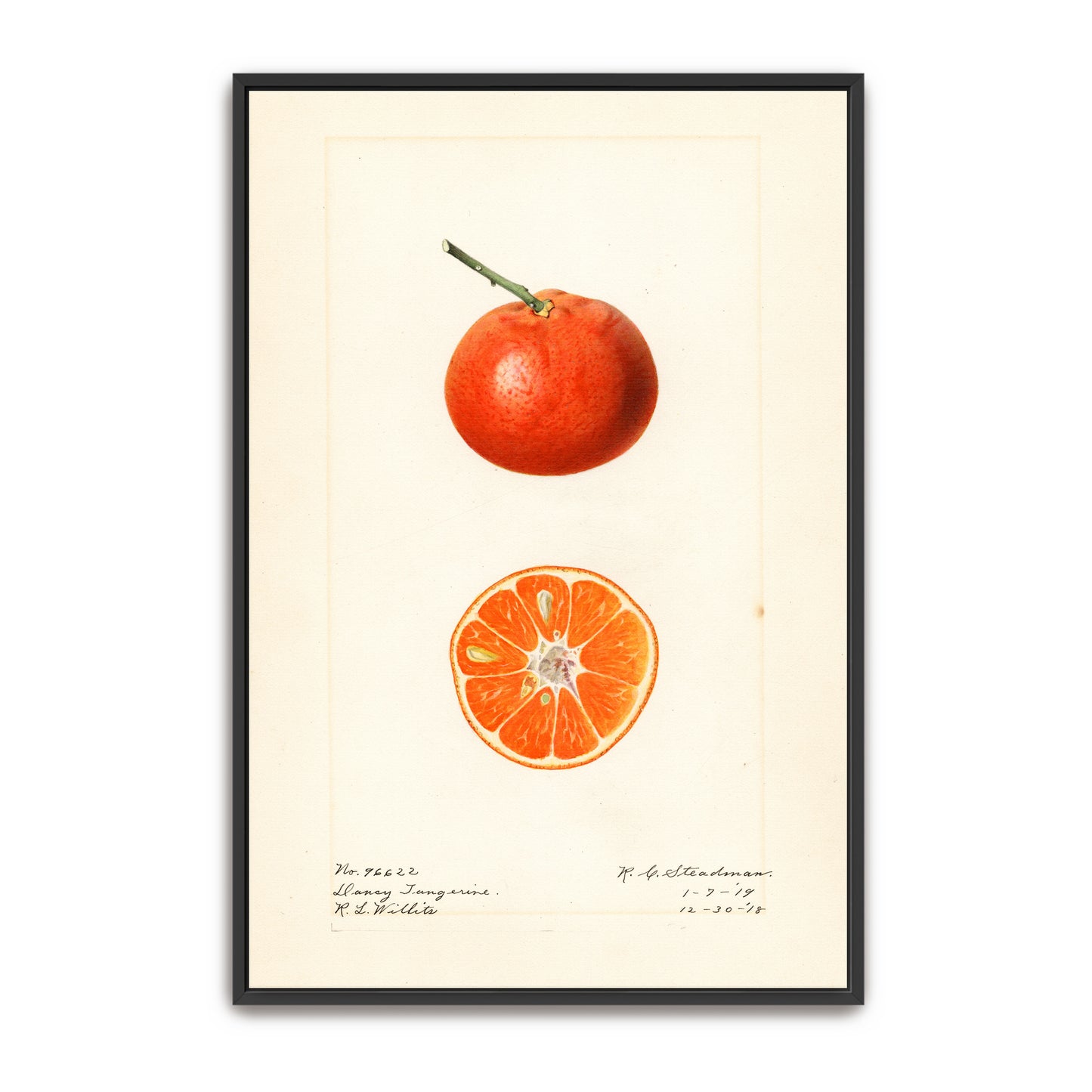 Dancy Tangerine Illustration Botanical Study By Royal Charles Steadman