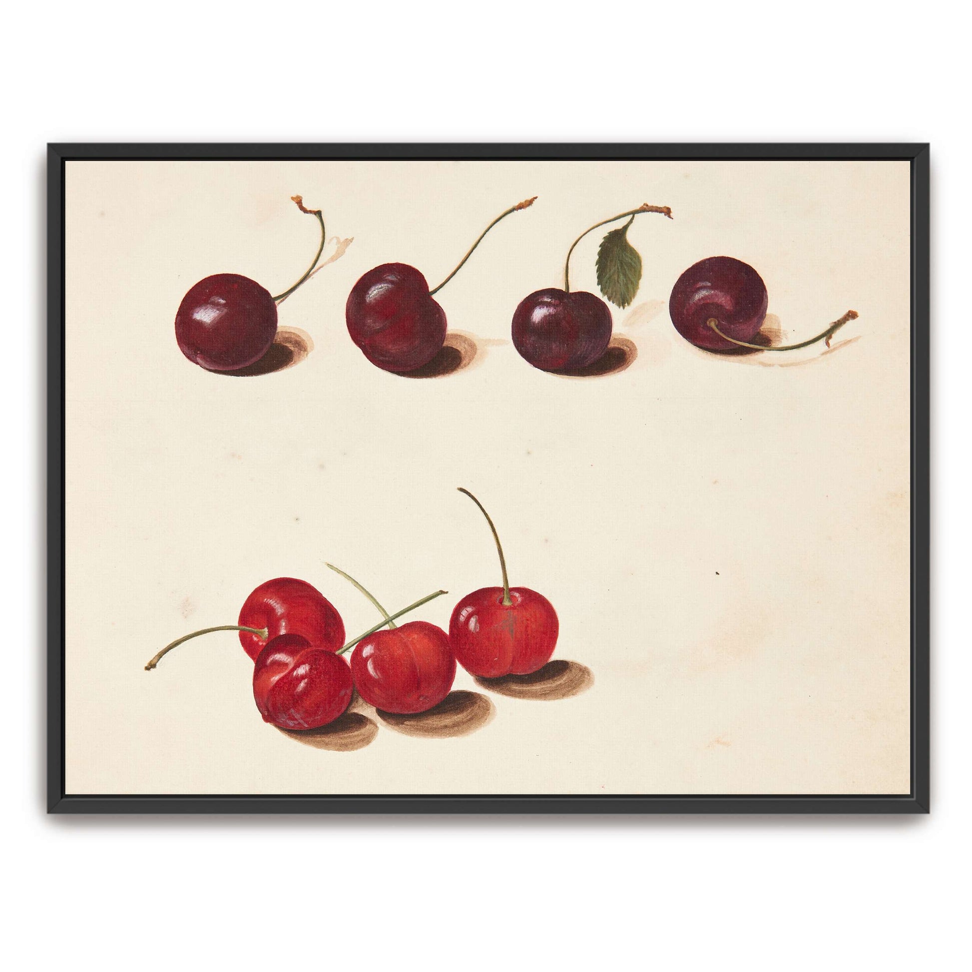 Cherries still life painting by Johanna Fosie