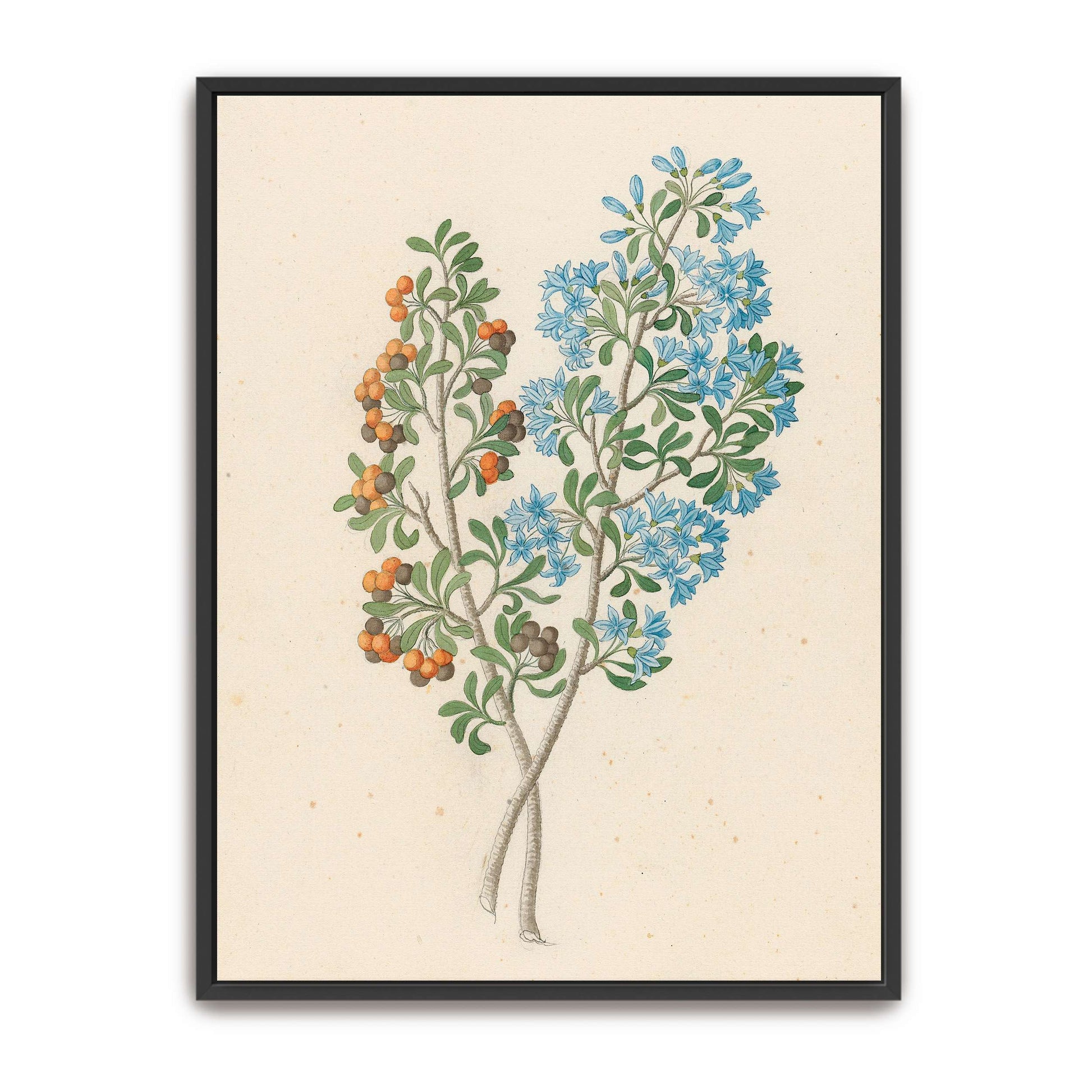 Botanical illustration of flowering plant by Clemenz Heinrich Wehdemann