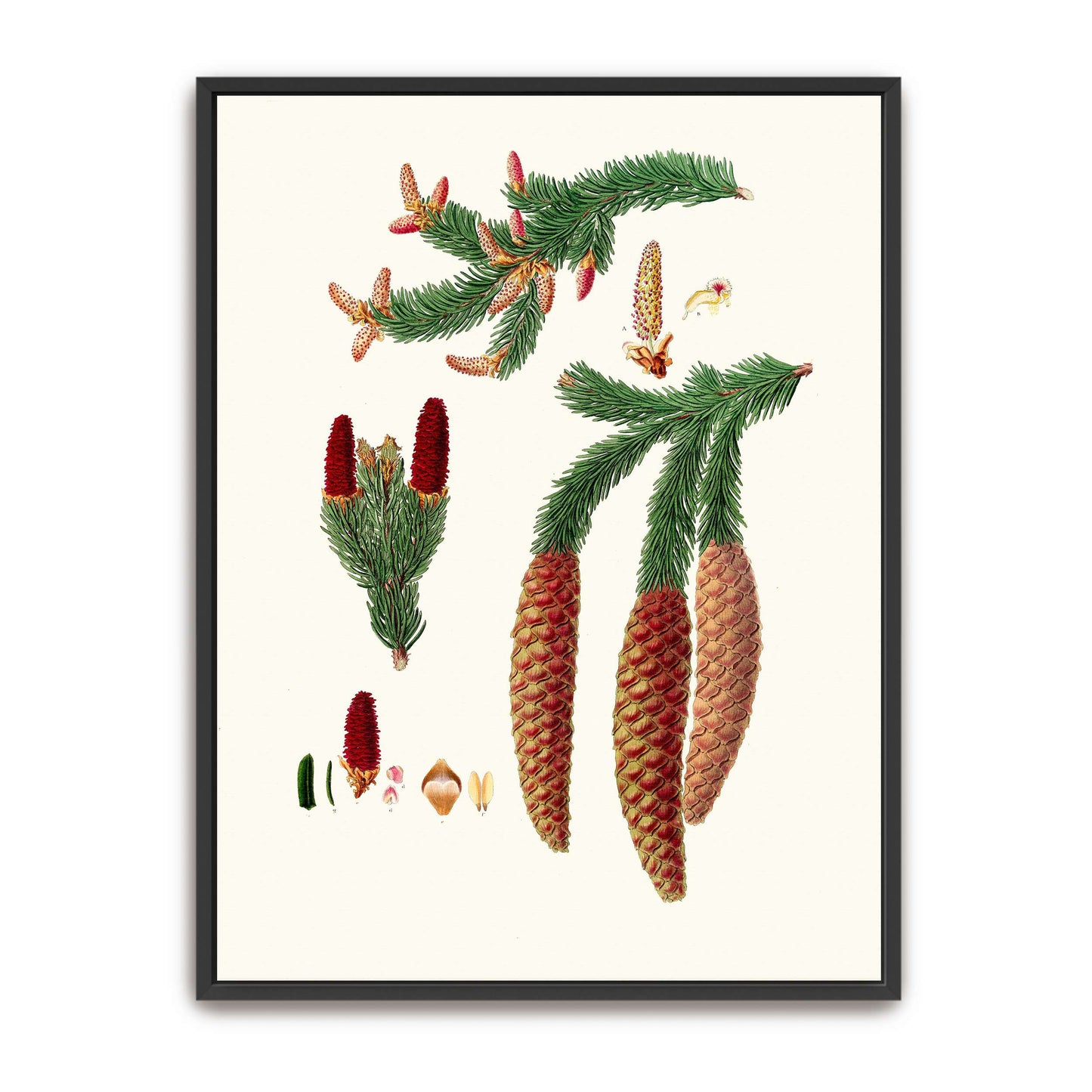 Norway spruce fir botanical illustration by Aylmer Bourke Lambert