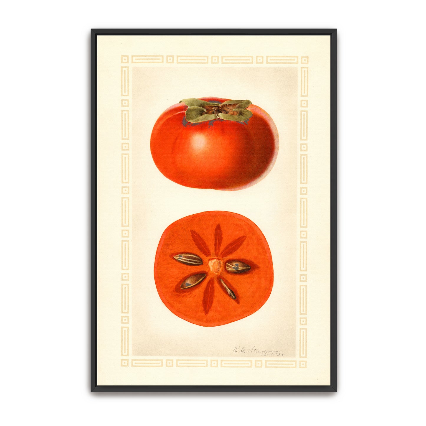 Diospyros Fuyu Persimmon Fruit Illustration By Royal Charles Steadman