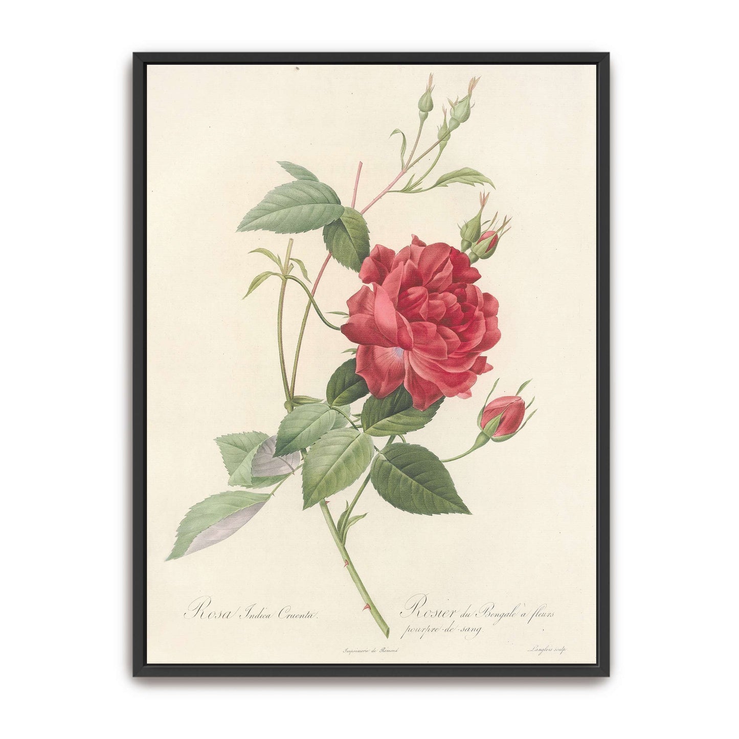 Red Rose Botanical Illustration by Pierre Joseph Redouté