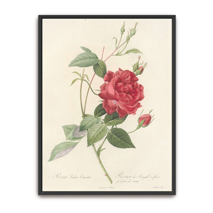 Red Rose Botanical Illustration by Pierre Joseph Redouté