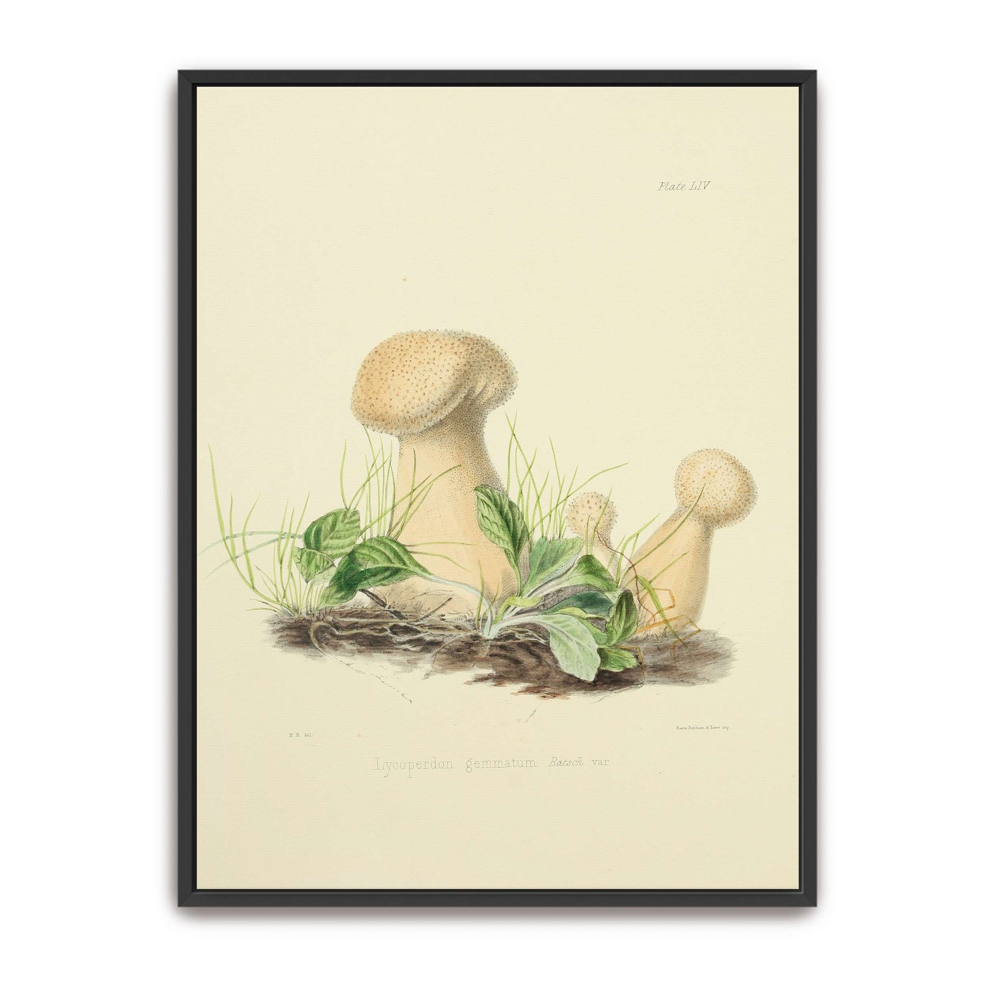 Mushrooms in grass illustration by Anna Maria Hussey