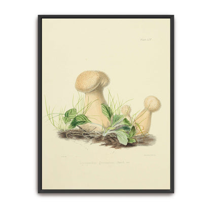 Mushrooms in grass illustration by Anna Maria Hussey