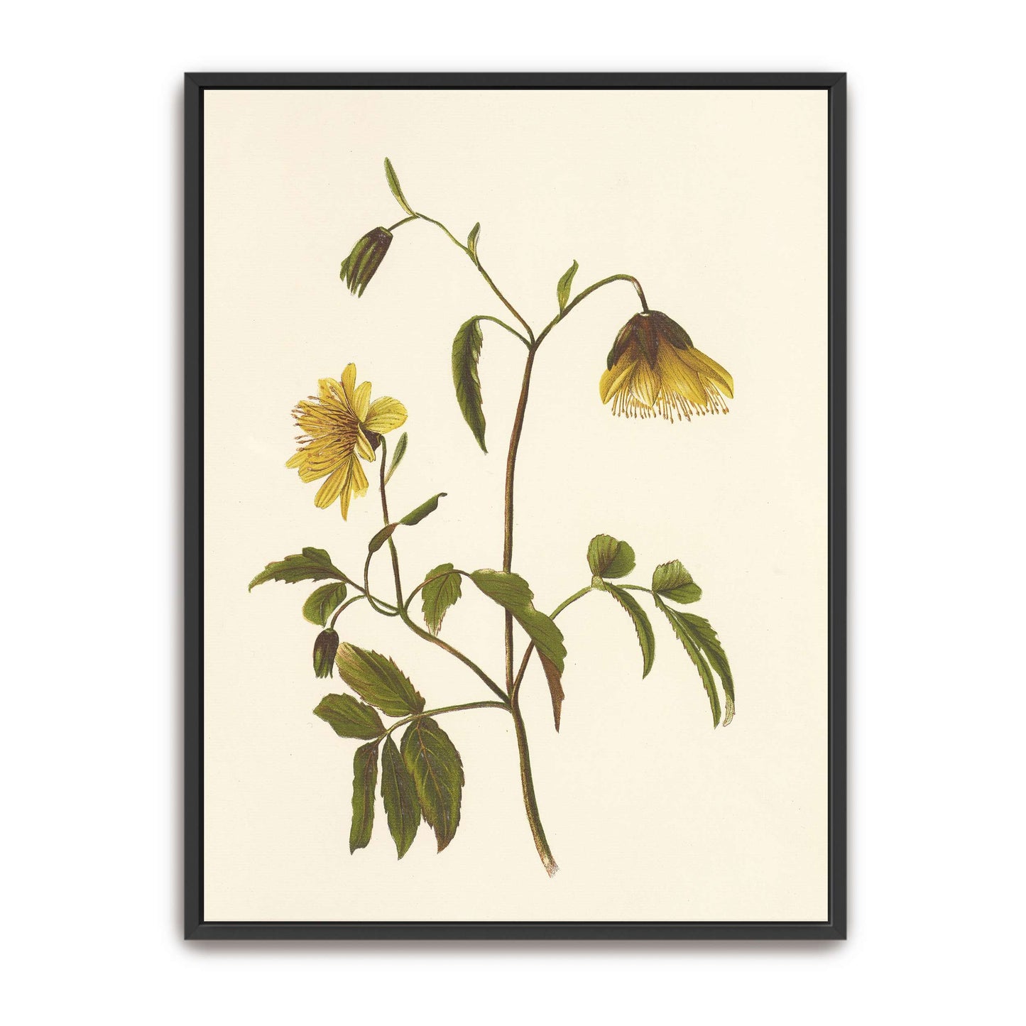 Hawaiian yellow flower illustration by Isabella McHutcheson Sinclair