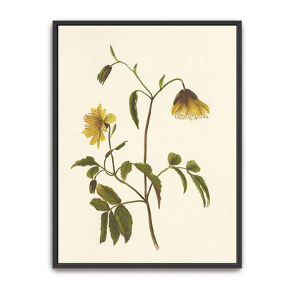 Hawaiian yellow flower illustration by Isabella McHutcheson Sinclair
