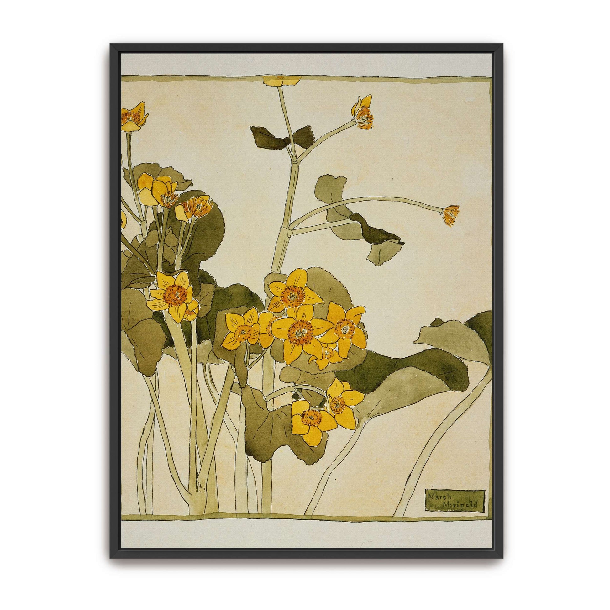 Marsh marigold botanical art by Hannah Borger Overbeck