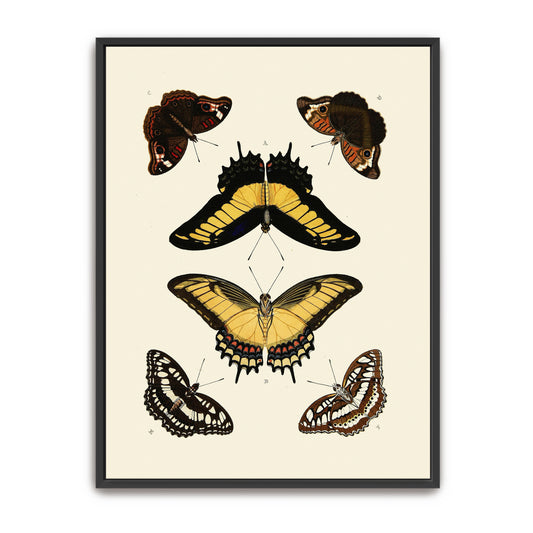 Five Butterflies, Yellow, Brown, Black, White By Pieter Cramer