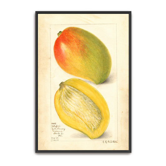 Watercolor Painting Of Two Mangoes By Amanda Almira Newton