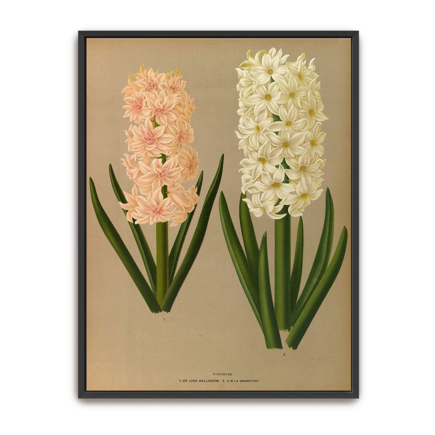 Two Hyacinth Flowers by Arentina Hendrica Arendsen