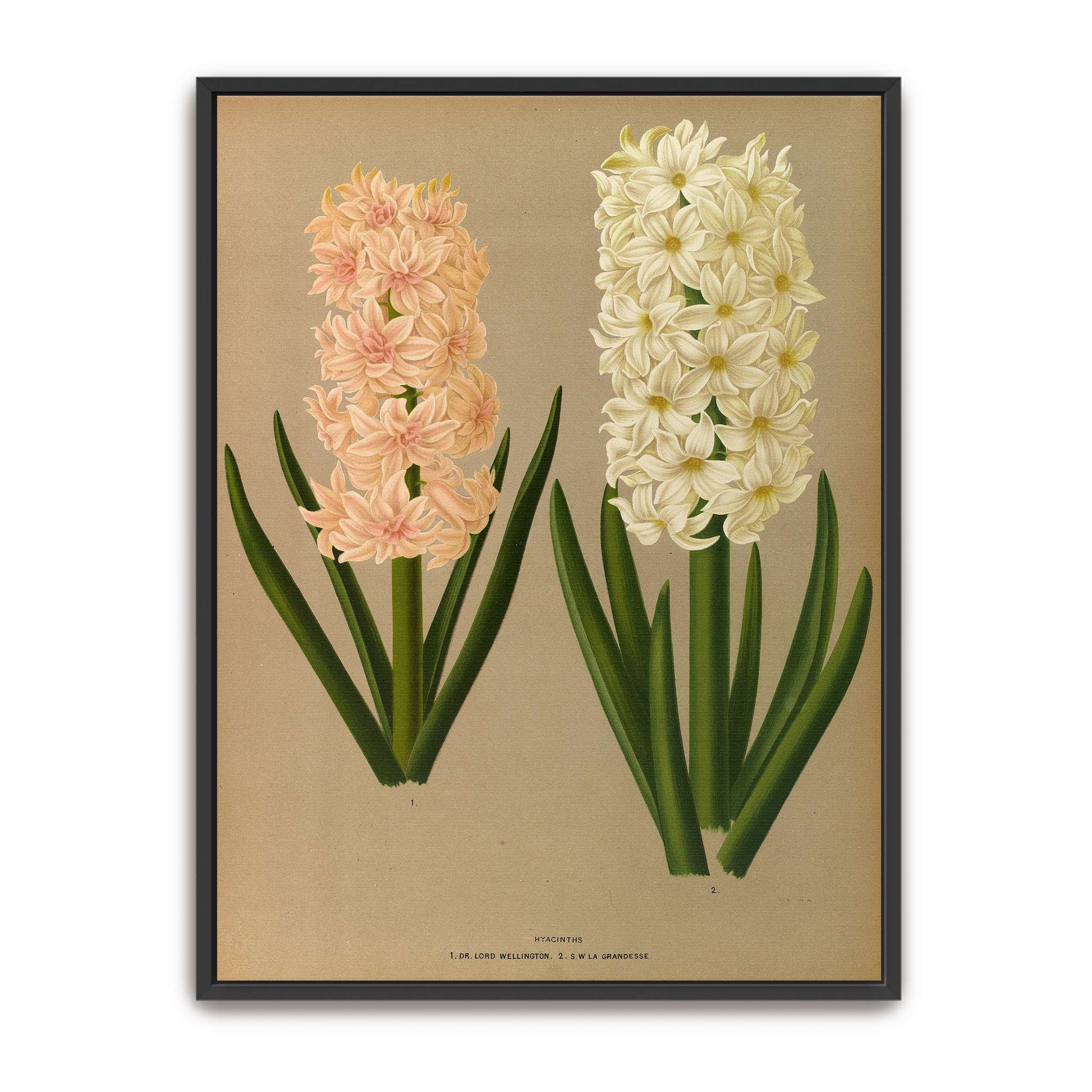 Two Hyacinth Flowers by Arentina Hendrica Arendsen