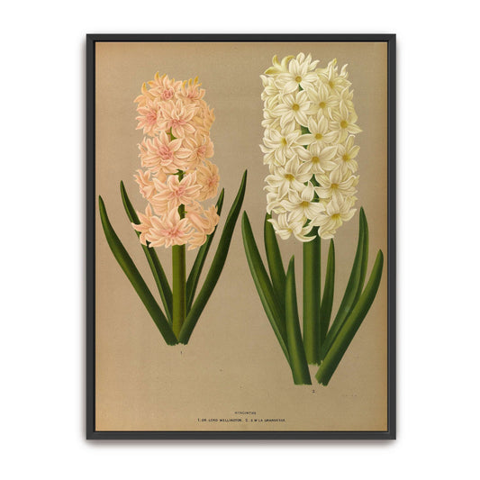 Two Hyacinth Flowers by Arentina Hendrica Arendsen