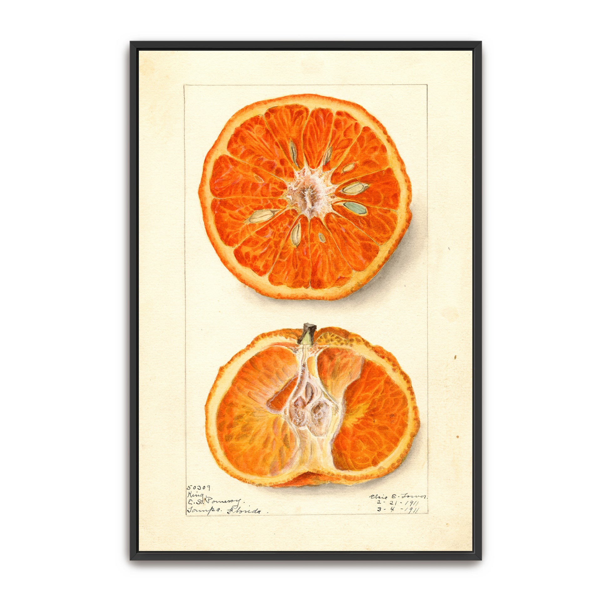 King Citrus Fruit Watercolor Illustration By Elsie E. Lower