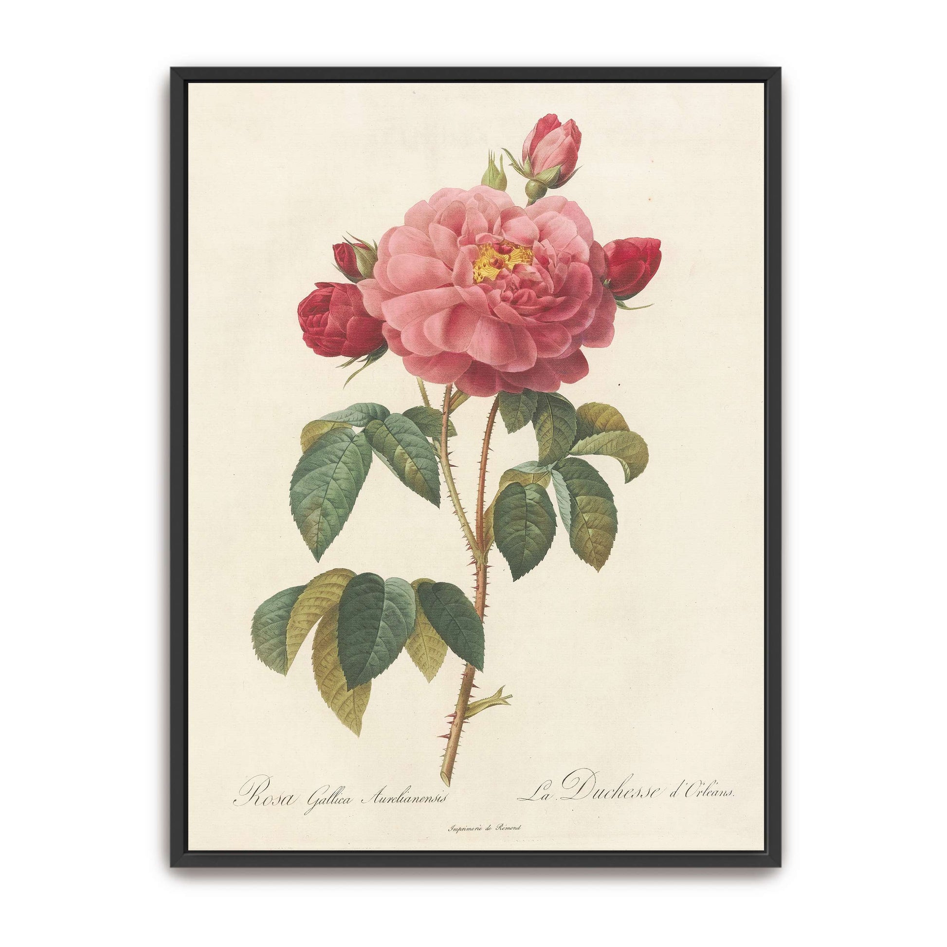 Pink rose botanical illustration by Pierre Joseph Redouté