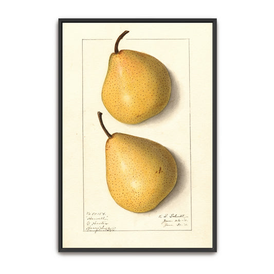 Howell Pear Watercolor Botanical Illustration By Ellen Isham Schutt